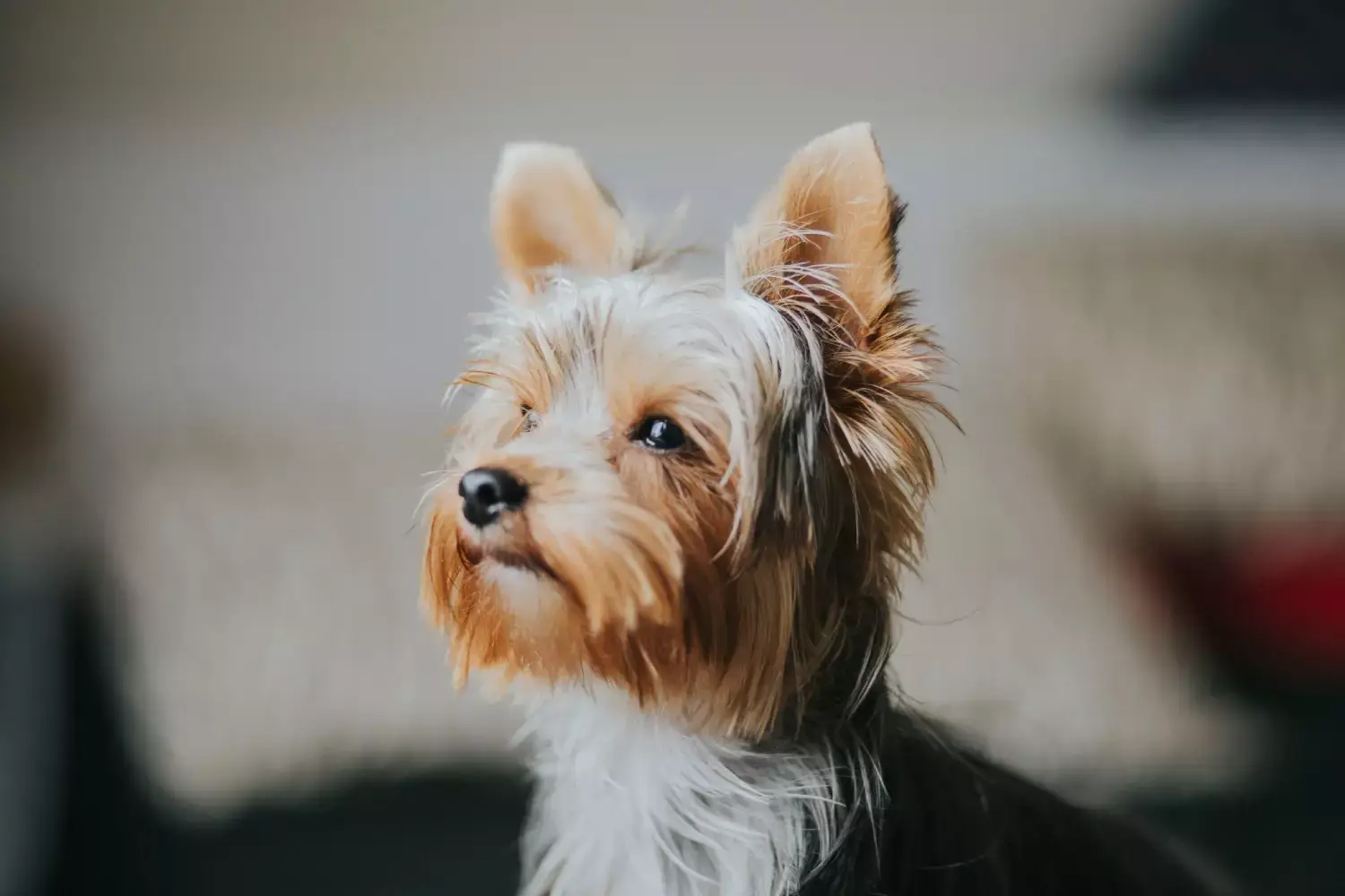 Chiens admis | Groupe Élégance Hôtels